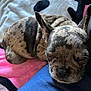 dog, french_bulldog, sleeping, brindle, pet, canine, nap, blanket, fabric, indoor, cozy, cute, resting, animal, fur, muzzle, ears, closeup, companion, relaxed