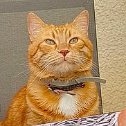 Félix a rejoint le concours — aidez-le/la à gagner de superbes lots ! cat, orange_tabby, pet, feline, collar, chair, table, indoor, fur, whiskers, ears, face, animal, domestic_animal, mammal, looking_up, closeup, portrait, white_patch, seated