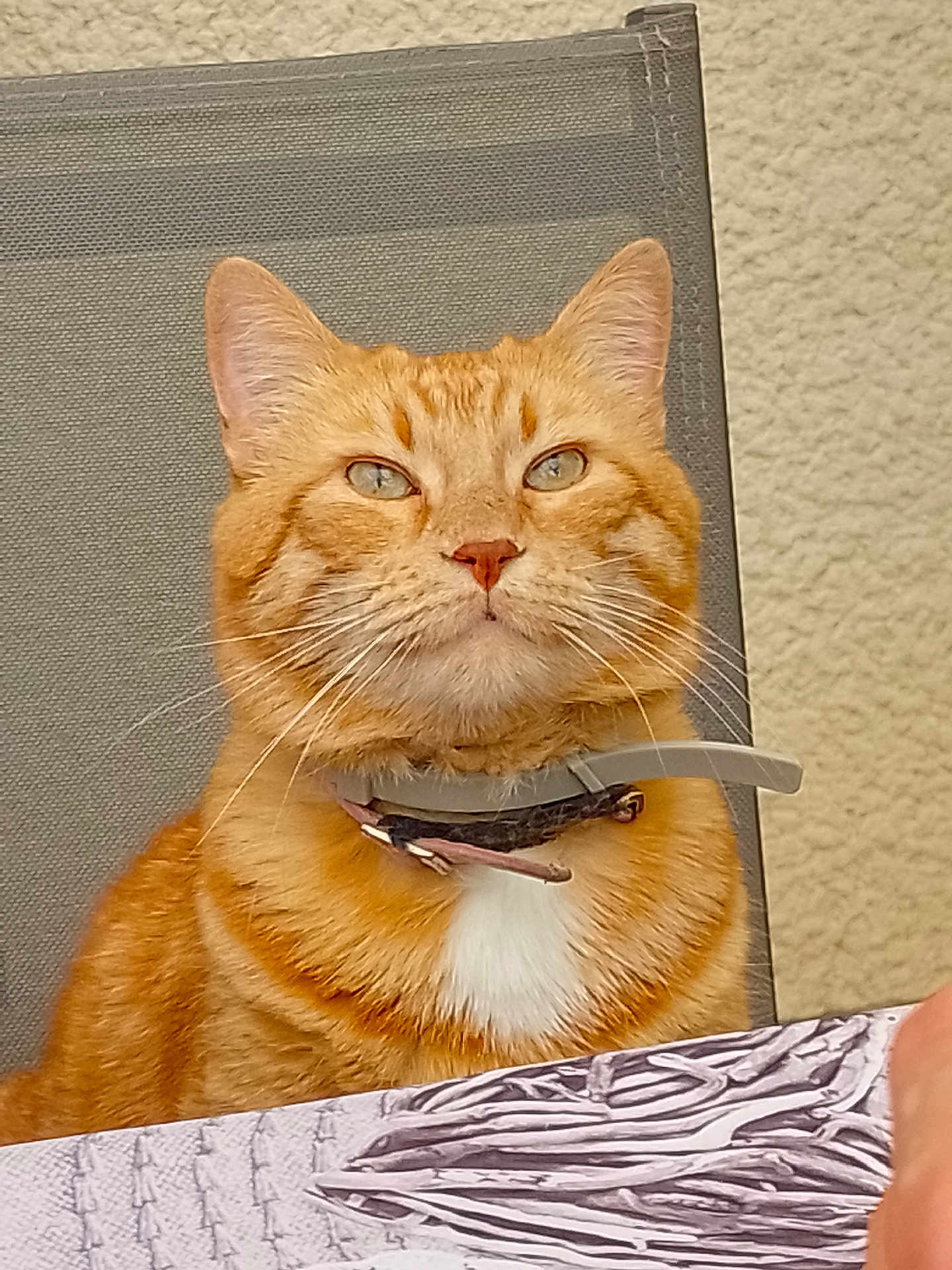 Félix