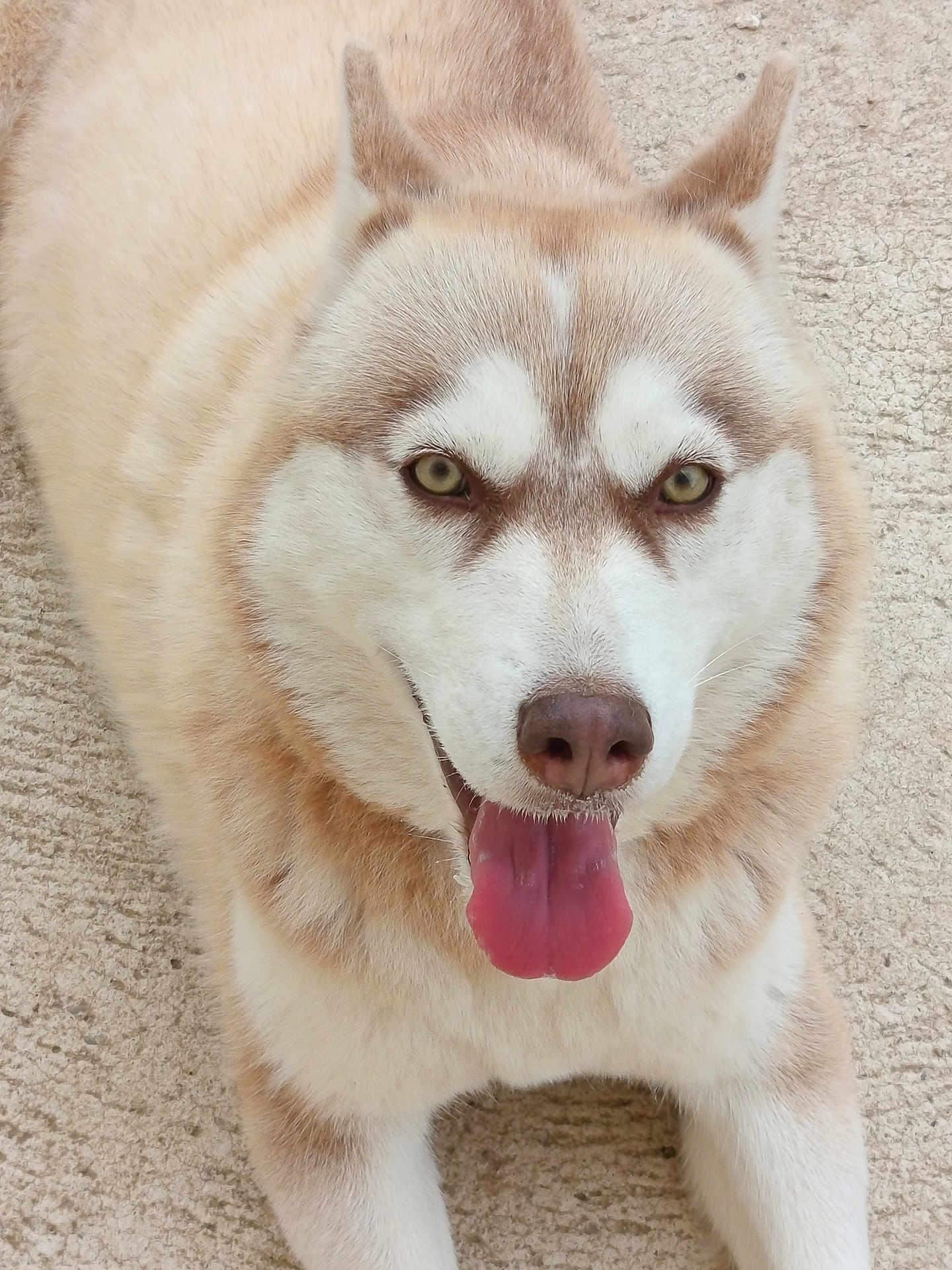 Nyméria a rejoint le concours — aidez-le/la à gagner de superbes lots ! dog, husky, tongue_out, pet, animal, close_up, fur, eyes, nose, paw, portrait, looking_at_camera, sitting, beige, fluffy, canine, domestic_animal, whiskers, concrete, textured_surface