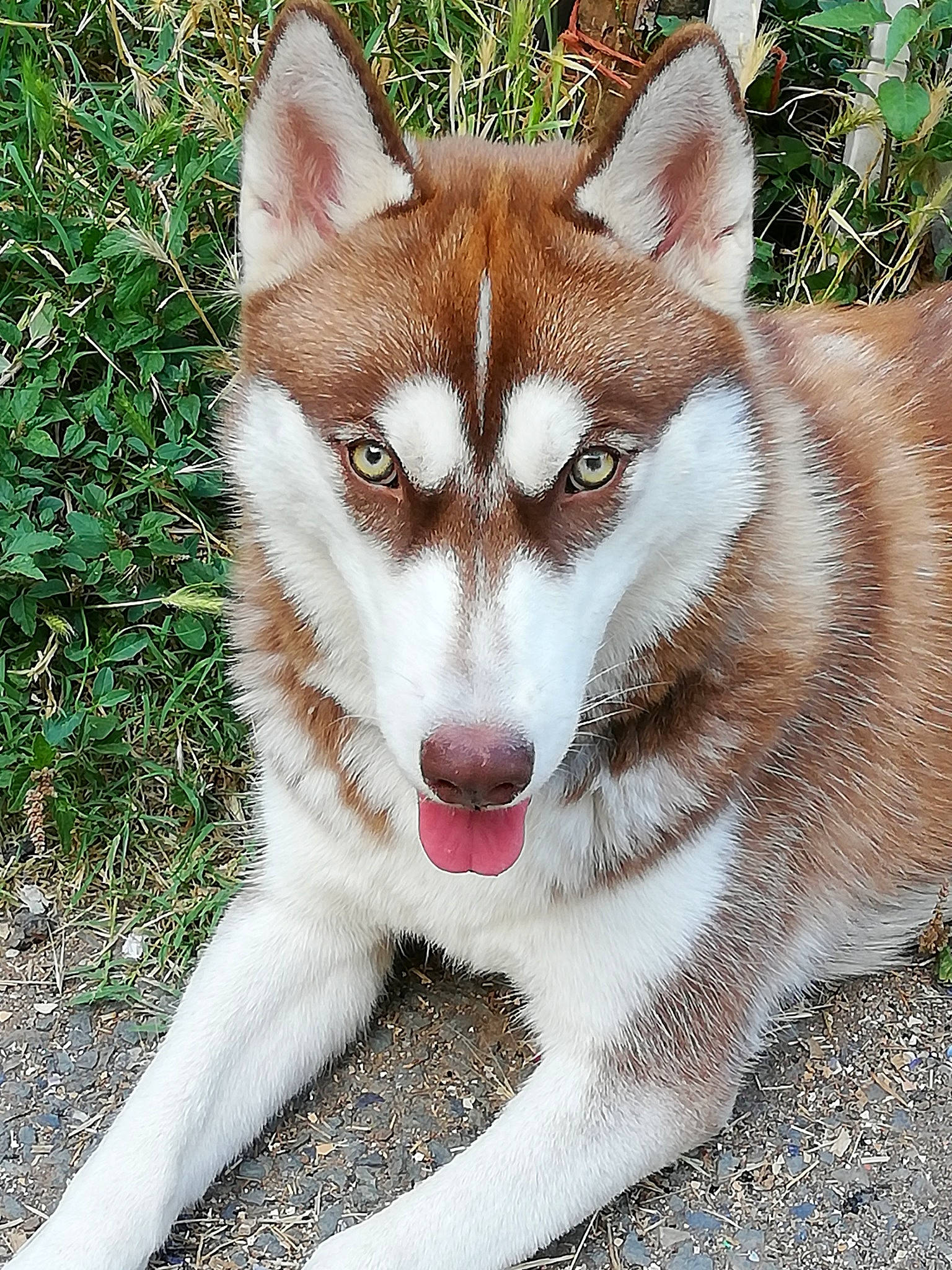 Nymeria - Victoria L'ange