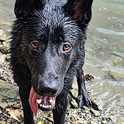Melanie Nietge participe au concours pour gagner de l'argent avec cette photo : dog, black_dog, wet, tongue_out, rocks, water, playful, animal, outdoor, nature, close_up, canine, pet, fur, eyes, paws, smiling, happy, tongue, standing