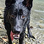 dog, black_dog, wet, tongue_out, rocks, water, playful, animal, outdoor, nature, close_up, canine, pet, fur, eyes, paws, smiling, happy, tongue, standing