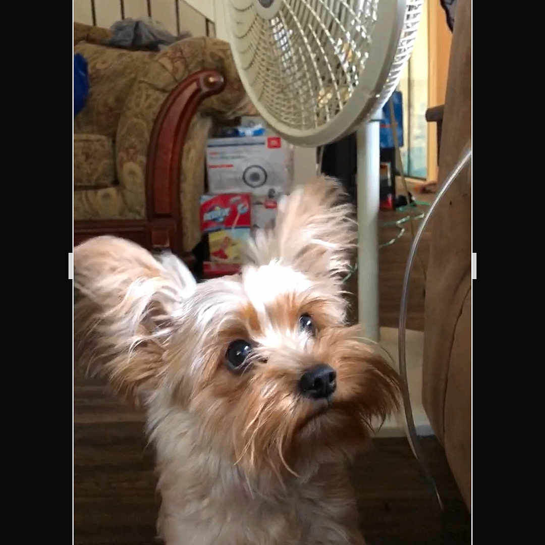 Peanut joined the competition — help win amazing prizes! brown, companion, couch, cozy, curious, cute, dog, domestic_animal, ears, fan, fluffy, fur, furniture, household, indoor, living_room, pet, small_dog, white, wood_floor