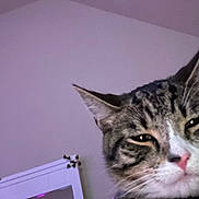 Jester joined the competition — help win amazing prizes! cat, tabby_cat, close_up, indoor, pet, animal, feline, face, whiskers, ears, nose, eyes, fur, mirror, wall, decoration, purple_light, household, domestic, sleepy