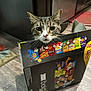 cat, tabby_cat, box, snack_box, curious, wide_eyes, indoor, kitchen, floor, domestic, pet, animal, whiskers, ears, head, playful, container, food, colorful, wood_floor