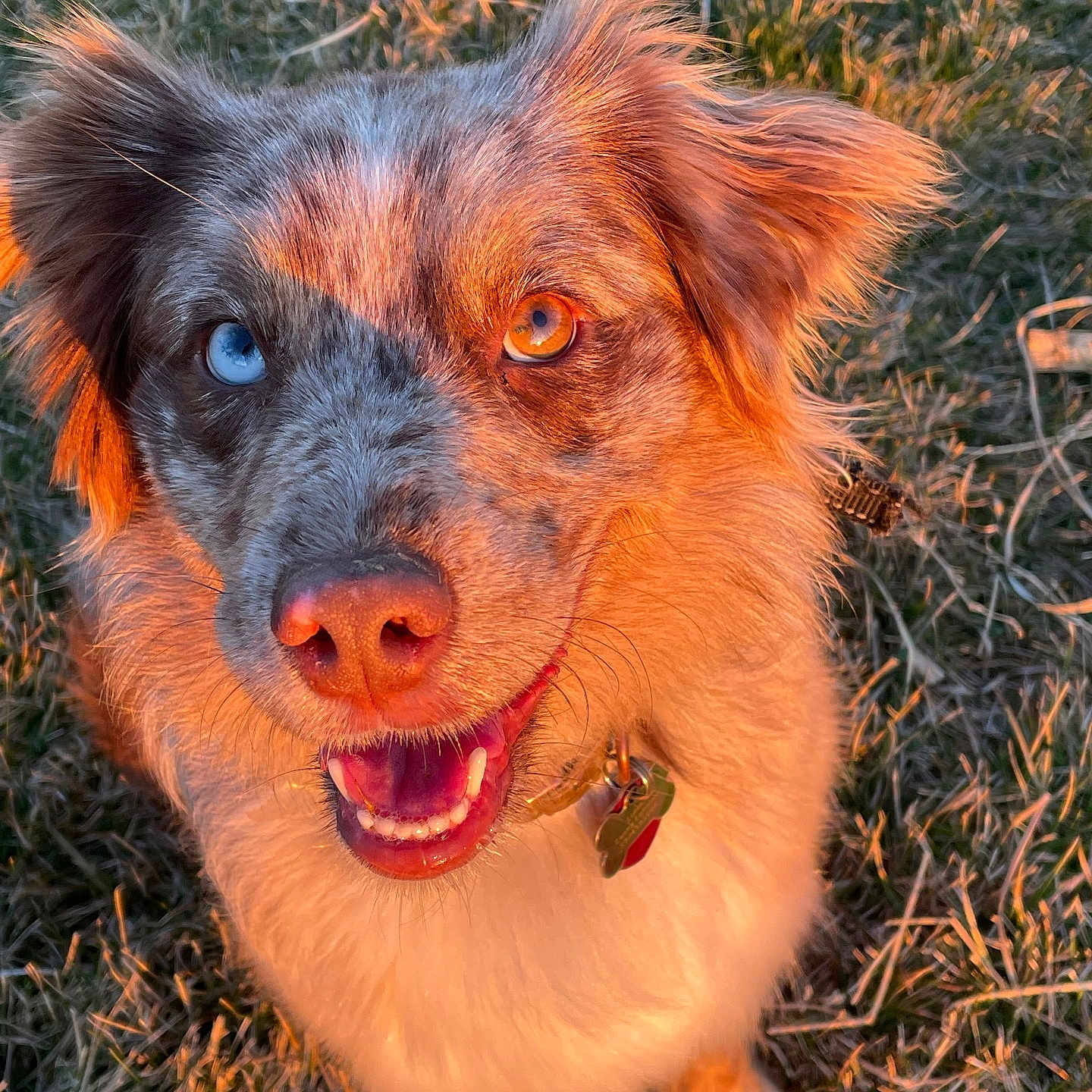 Luna joined the competition — help win amazing prizes! dog, canine, heterochromia, blue_eye, amber_eye, grass, sunlight, outdoor, happy, smiling, fur, pet, animal, collar, tag, ears, portrait, closeup, nature, friendly