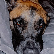 Milo Lane joined the competition — help win amazing prizes! animal, blanket, boxer, bulldog, canine, dog, germanshepherd, greatdane, hound, labradorretriever, pet, puppy, snout