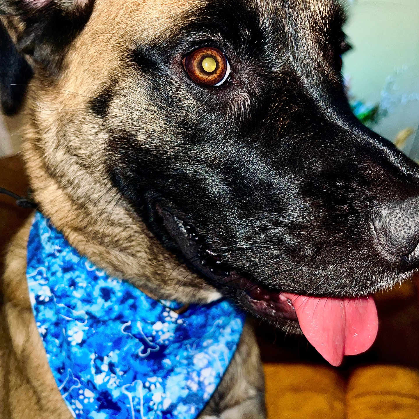Milo Lane is registered to the contest to win money with this photo: accessories, animal, bandana, bodypart, canine, collar, dog, formalwear, germanshepherd, greatdane, headband, hound, labradorretriever, mouth, person, pet, puppy, snout, tie, tongue