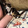 Jester joined the competition — help win amazing prizes! kitten, calico_cat, cat, pet, animal, indoor, blanket, plaid, pillow, person, leg, fur, whiskers, ears, tail, resting, cozy, home, cute, curious