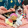 Jester is registered to the contest to win money with this photo: kitten, cat, yawning, pink_blanket, plush_toys, cupcake_toy, star_toy, cozy, cute, pet, animal, indoor, colorful, playful, fur, small_animal, resting, soft_texture, adorable, happy