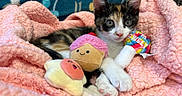Jester is registered to the contest to win money with this photo: kitten, calico, cat, plush_toy, cupcake_toy, lollipop_toy, blanket, pink_blanket, cozy, cute, pet, animal, indoor, resting, soft_texture, feline, playful, small_animal, young, colorful