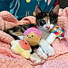 kitten, calico, cat, plush_toy, cupcake_toy, lollipop_toy, blanket, pink_blanket, cozy, cute, pet, animal, indoor, resting, soft_texture, feline, playful, small_animal, young, colorful