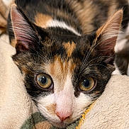 Jester is registered to the contest to win money with this photo: cat, calico, close_up, pet, animal, feline, whiskers, pink_nose, golden_eyes, curious, soft_blanket, indoor, cute, fur, ears, resting, cozy, portrait, domestic_cat, relaxed