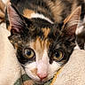 cat, calico, close_up, pet, animal, feline, whiskers, pink_nose, golden_eyes, curious, soft_blanket, indoor, cute, fur, ears, resting, cozy, portrait, domestic_cat, relaxed
