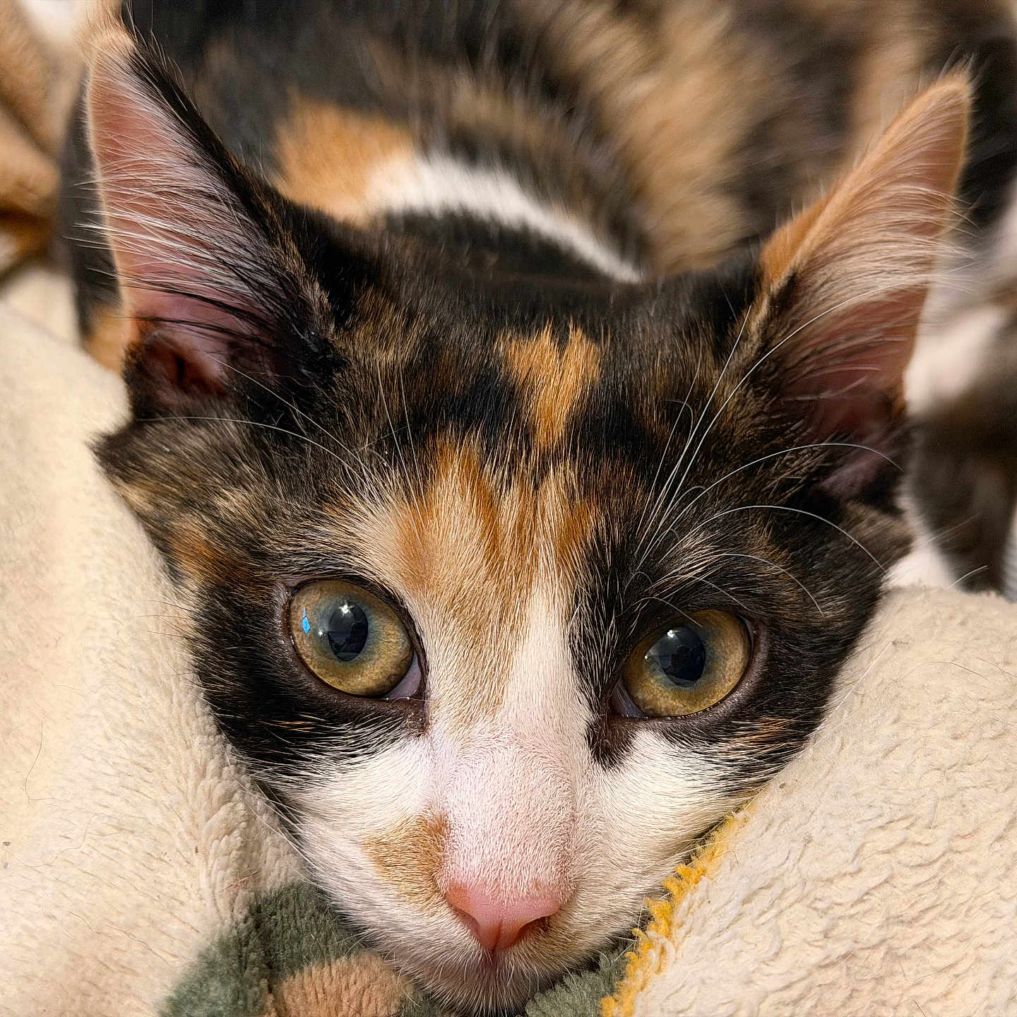 Jester is registered to the contest to win money with this photo: cat, calico, close_up, pet, animal, feline, whiskers, pink_nose, golden_eyes, curious, soft_blanket, indoor, cute, fur, ears, resting, cozy, portrait, domestic_cat, relaxed