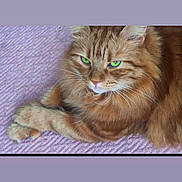 Hugo is registered to the contest to win money with this photo: animal, carpet, cat, close_up, cozy, crossed_paws, cute, domestic_cat, feline, fluffy_fur, green_eyes, indoor, lying_down, orange_tabby, pet, portrait, relaxed, resting, soft_texture, whiskers