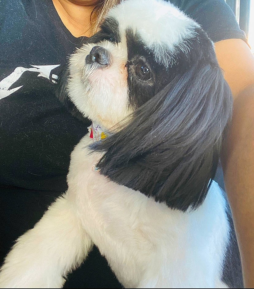 Panda joined the competition — help win amazing prizes! canidae, carnivore, collar, companion_dog, dog, dog_breed, dog_supply, fur, japanese_chin, mal_shi, pekingese, snout, tail, terrestrial_animal, toy_dog, working_animal