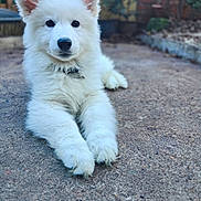 Milka joined the competition — help win amazing prizes! adorable, animal, background_blur, canine, close_up, collar, curious, dog, ears, fluffy, fur, garden, laying_down, nose, outdoor, paws, pet, puppy, white_fur, young_dog