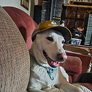 Snowflack joined the competition — help win amazing prizes! animal, architecture, baseballcap, box, building, canine, cap, chair, clothing, couch, dog, furniture, hat, homedecor, hound, indoors, livingroom, person, pet, room