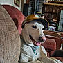 animal, architecture, baseballcap, box, building, canine, cap, chair, clothing, couch, dog, furniture, hat, homedecor, hound, indoors, livingroom, person, pet, room