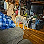Snowflack joined the competition — help win amazing prizes! animal, architecture, building, canine, computerhardware, couch, dog, electronics, furniture, hardware, hardwood, indoors, interiordesign, livingroom, monitor, room, screen, shelf, speaker, wood