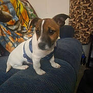Buster is registered to the contest to win money with this photo: dog, puppy, indoor, couch, blue_couch, harness, brown_and_white, blanket, wall_hanging, animal_silhouettes, pet, small_dog, furniture, living_room, domestic, cute, sitting, canine, companion, cozy