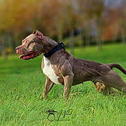 Tyga'S a rejoint le concours — aidez-le/la à gagner de superbes lots ! dog, grass, outdoor, animal, pet, collar, canine, stretching, nature, greenery, tongue_out, alert, mammal, walking, field, summer, sunlight, brown_dog, background_blur, active