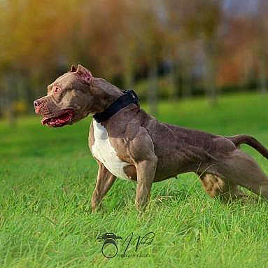 Tyga'S a rejoint le concours — aidez-le/la à gagner de superbes lots ! dog, grass, outdoor, animal, pet, collar, canine, stretching, nature, greenery, tongue_out, alert, mammal, walking, field, summer, sunlight, brown_dog, background_blur, active