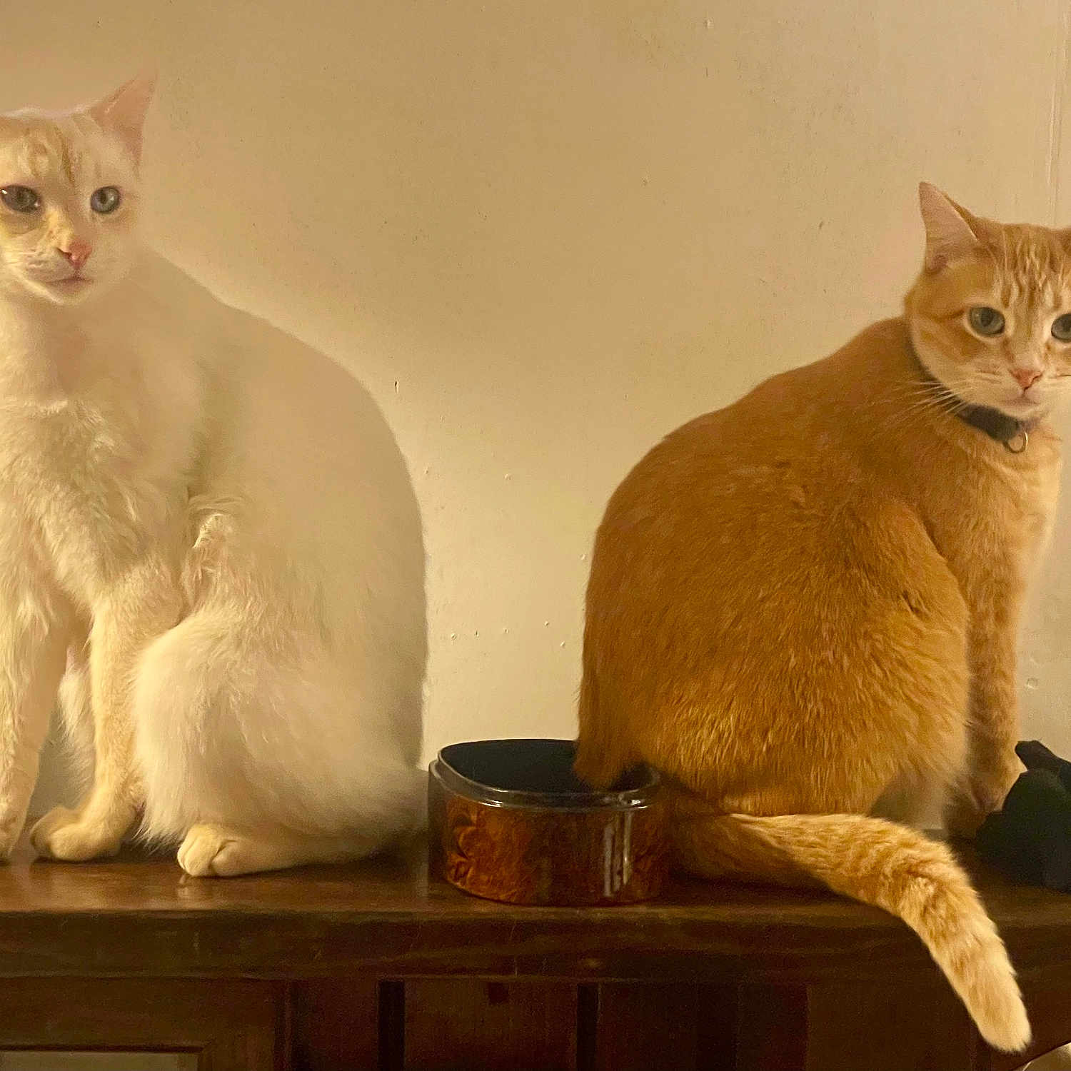 Timmy And Twinkles is registered to the contest to win money with this photo: abyssinian, angora, animal, blackcat, cat, egyptiancat, hardwood, kitten, manx, pet, plywood, siamese, wood