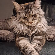 Utopia participe au concours pour gagner de l'argent avec cette photo : cat, fluffy, feline, pet, animal, fur, whiskers, paws, relaxed, indoors, leather, couch, resting, mammal, closeup, portrait, tabby, striped, cute, domestic