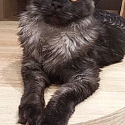 Vanda a rejoint le concours — aidez-le/la à gagner de superbes lots ! abyssinian, angora, animal, blackcat, cat, computerhardware, desk, drawer, electronics, furniture, hardware, hardwood, kitten, manx, pet, plywood, shelf, siamese, table, wood