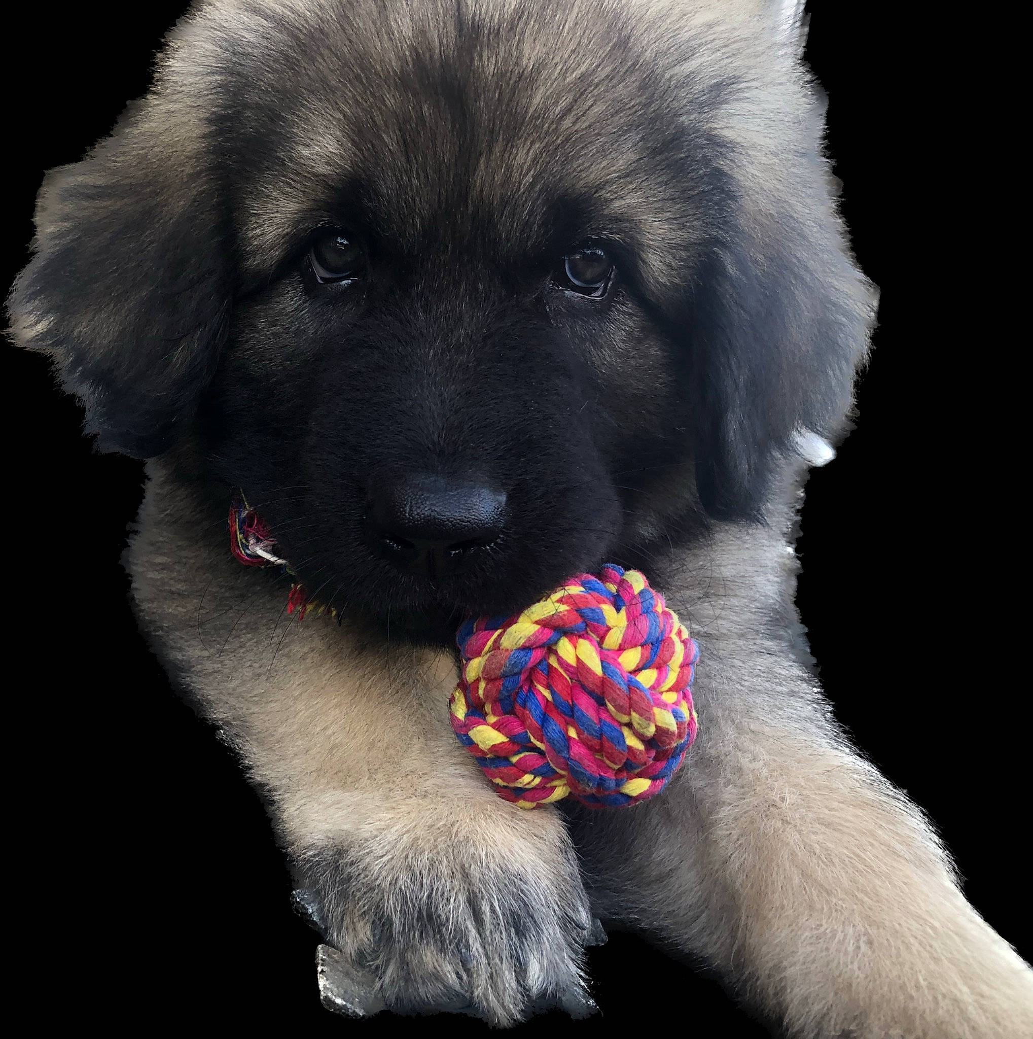 Thalïa a rejoint le concours — aidez-le/la à gagner de superbes lots ! ancient_dog_breeds, canidae, carnivore, companion_dog, dog, dog_breed, dog_supply, electric_blue, fashion_accessory, fur, light, magenta, natural_material, pet_supply, snout, sporting_group, toy, toy_dog, wool, working_dog