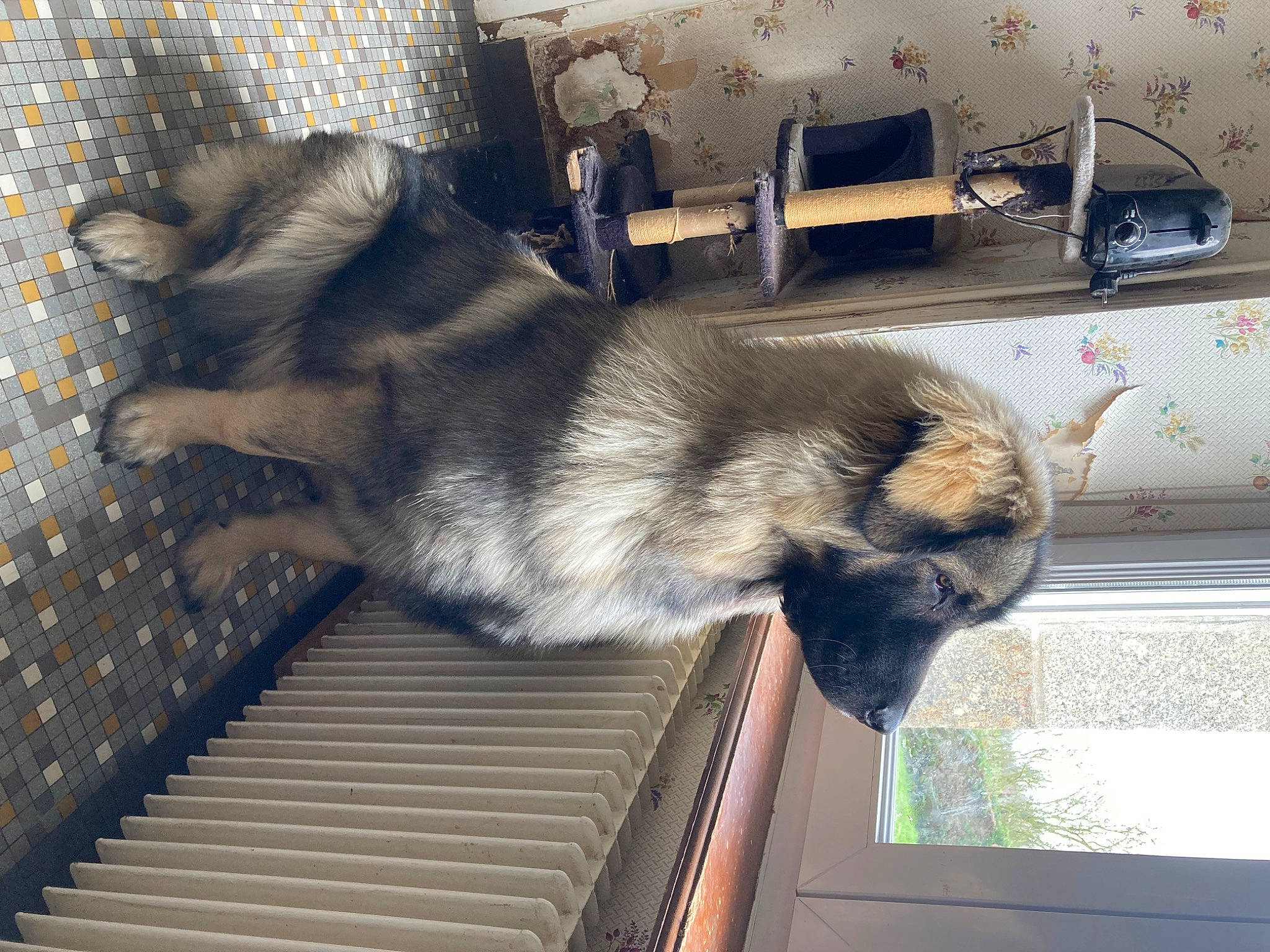 Thalïa a rejoint le concours — aidez-le/la à gagner de superbes lots ! canidae, carnivore, companion_dog, dog, dog_breed, fawn, foot, fur, gas, metal, sporting_group, tail, window, windshield, working_animal