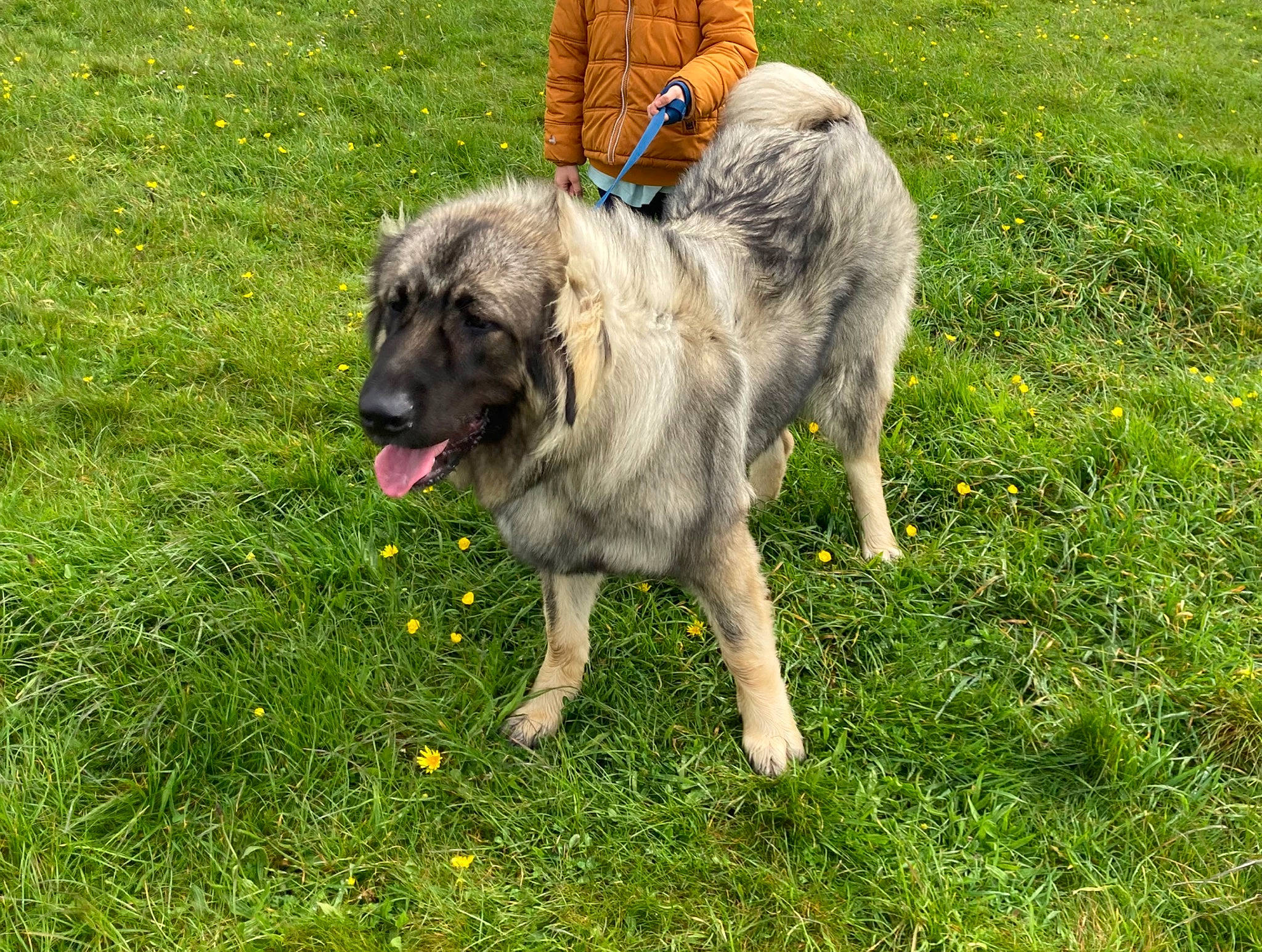 Thalïa participe au concours pour gagner de l'argent avec cette photo : canidae, carnivore, companion_dog, dog, dog_breed, grass, grassland, groundcover, livestock_guardian_dog, plant, snout, sporting_group, tail, terrestrial_animal, working_animal, working_dog