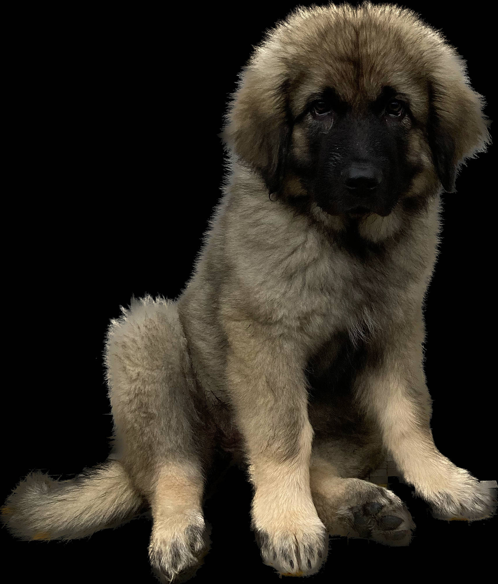 Thalïa a rejoint le concours — aidez-le/la à gagner de superbes lots ! ancient_dog_breeds, canidae, carnivore, caucasian_shepherd_dog, companion_dog, dog, dog_breed, door, fur, gaddi_kutta, giant_dog_breed, liver, snout, terrestrial_animal, working_animal, working_dog