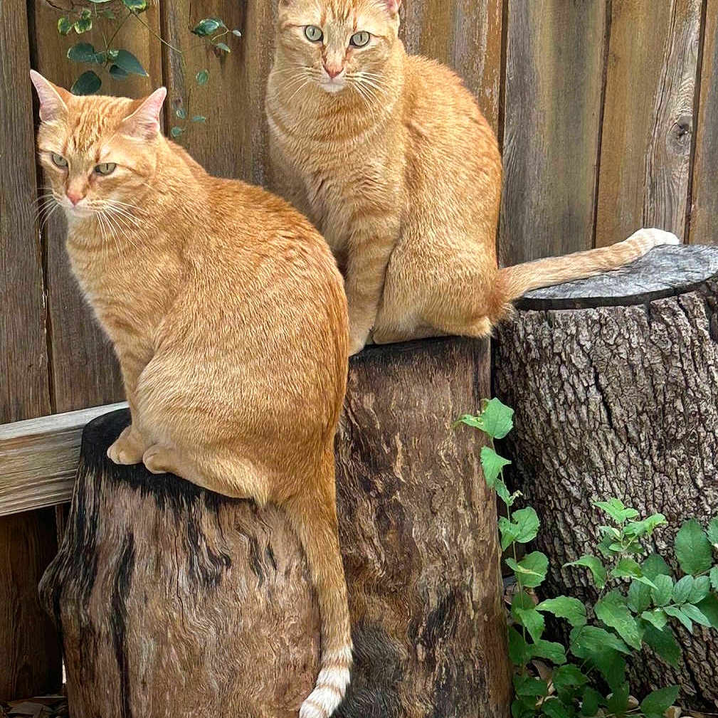 Scout And Chief is registered to the contest to win money with this photo: alert, animal, cat, feline, fence, fur, garden, ginger_cat, green_leaves, nature, outdoor, pebbles, pet, plants, sitting, tail, tree_stump, two_animals, whiskers, wood