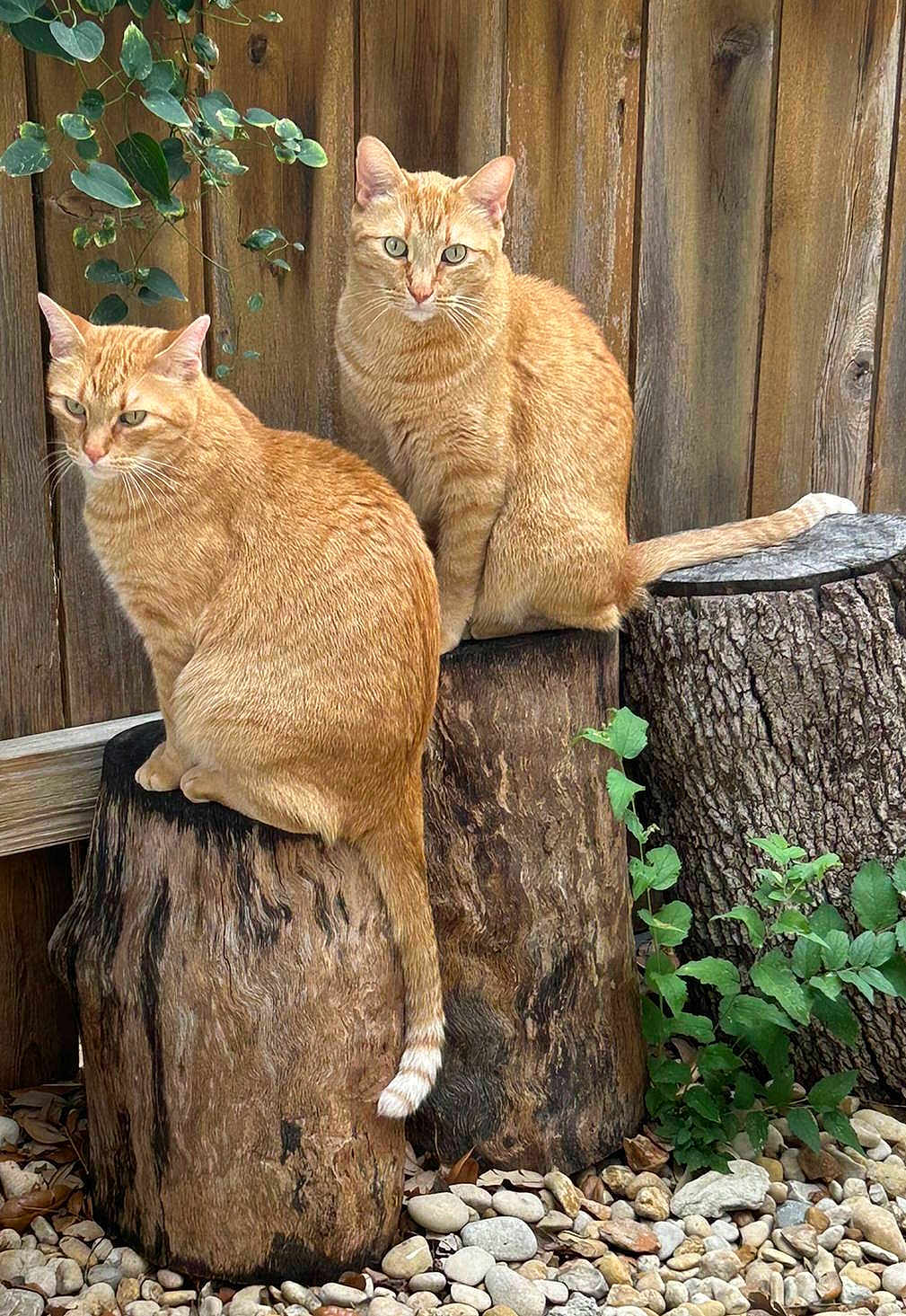 Scout And Chief is registered to the contest to win money with this photo: cat, ginger_cat, animal, pet, feline, tree_stump, wood, fence, outdoor, garden, green_leaves, plants, pebbles, nature, sitting, two_animals, fur, tail, alert, whiskers