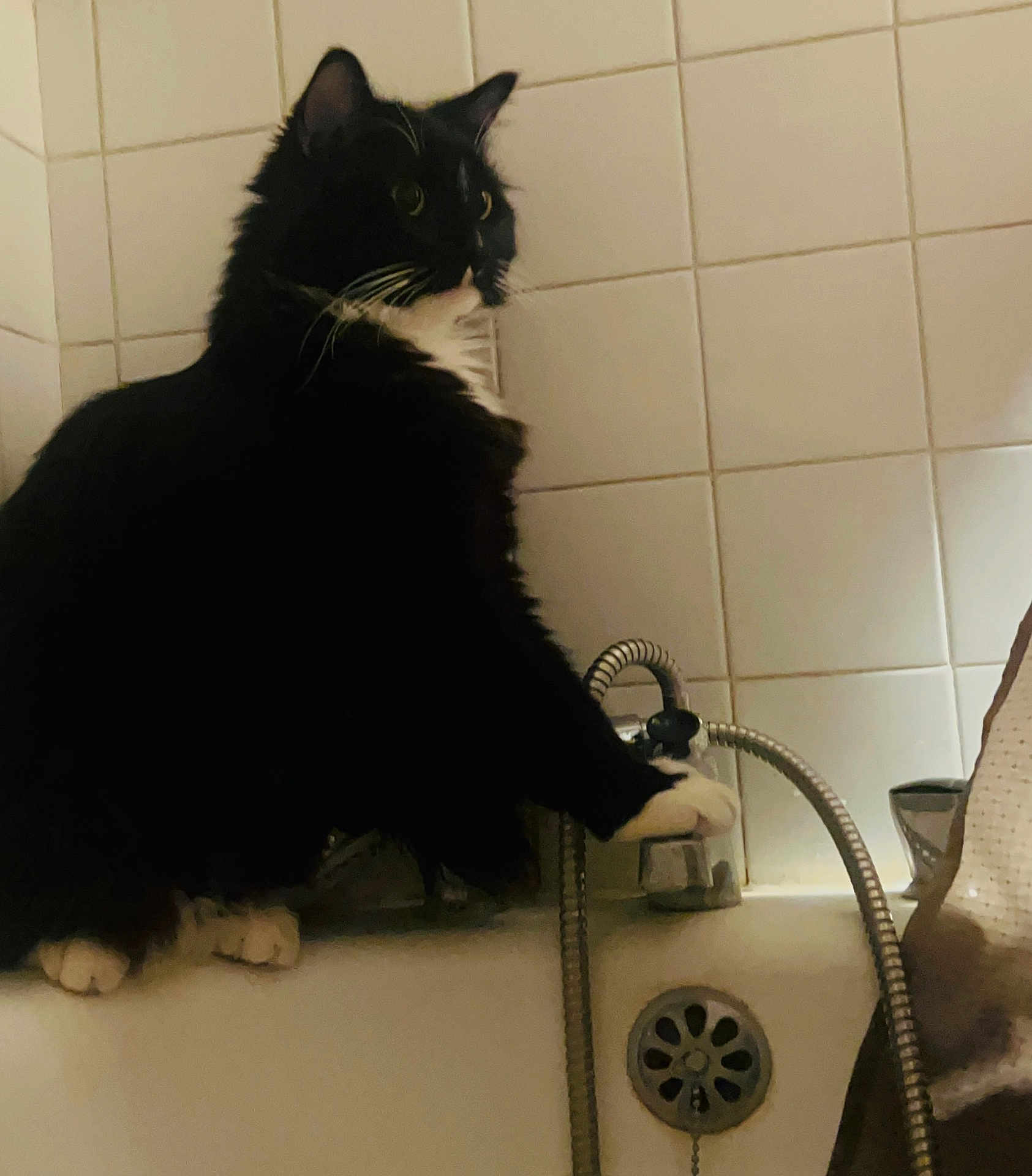 Flèche a rejoint le concours — aidez-le/la à gagner de superbes lots ! cat, black_cat, white_paws, bathtub, bathroom, tiles, faucet, curious, pet, domestic_animal, whiskers, paw, sink, indoor, animal, feline, household, drain, water_tap, curiosity