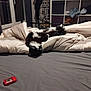Flèche participe au concours pour gagner de l'argent avec cette photo : cat, black_and_white, bed, blanket, upside_down, relaxing, indoor, room, shelf, window, gray_bedsheet, furniture, cozy, pet, fluffy, sleeping_position, domestic_animal, resting, house, cute