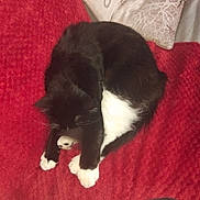 Flèche participe au concours pour gagner de l'argent avec cette photo : cat, black_and_white, sleeping, curled_up, blanket, red_blanket, indoor, pillow, cozy, pet, feline, resting, fur, whiskers, paw, comfortable, home, relaxed, domestic_animal, nap