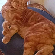 Sunny is registered to the contest to win money with this photo: animal, cat, cozy, cushion, cute, domestic_animal, feline, fur, indoor, nap, orange_tabby, paw, pet, relaxed, resting, sleeping, sunlight, whiskers, window, wooden_surface