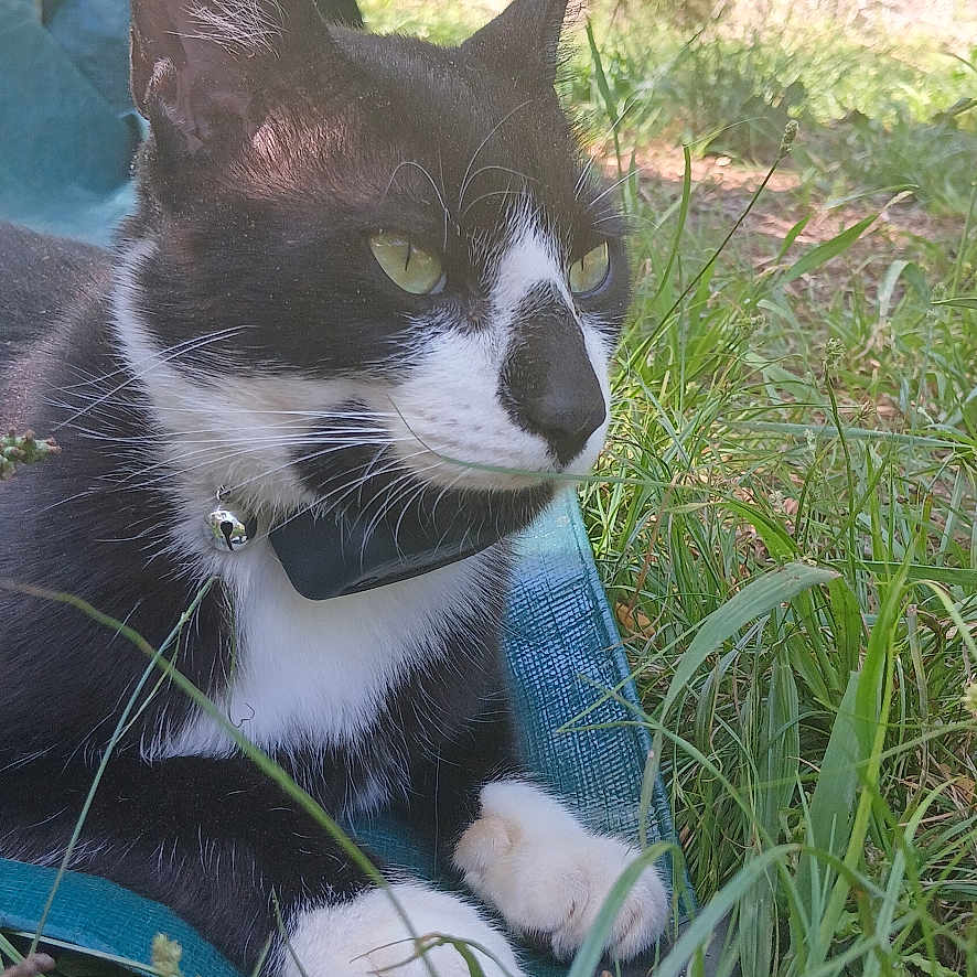 Tux is registered to the contest to win money with this photo: animal, cat, field, grass, grassland, green, herbal, herbs, kitten, land, lawn, manx, nature, outdoors, pet, plant, soil, tree, vegetation, yard