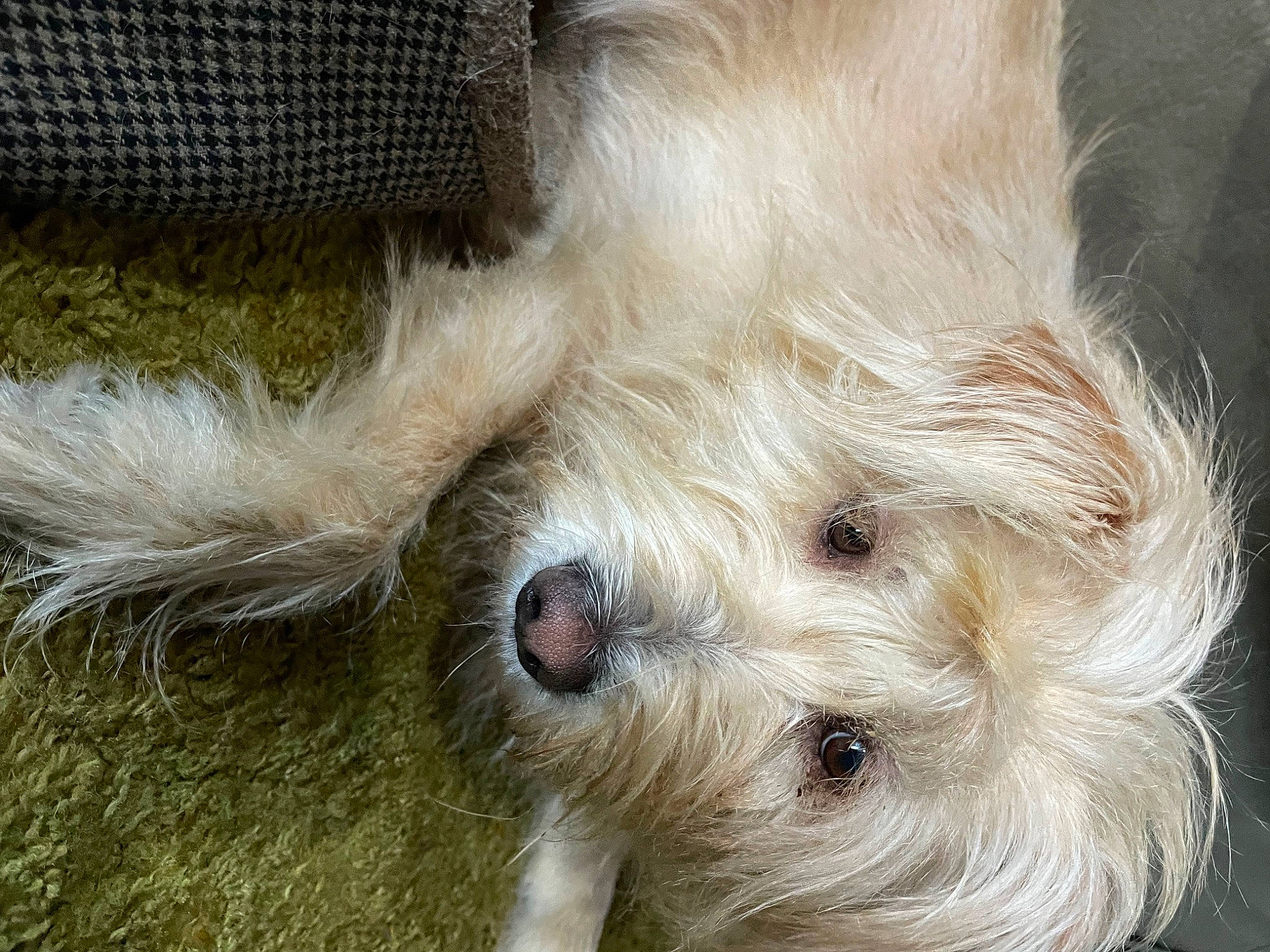 Reily joined the competition — help win amazing prizes! canidae, carnivore, companion_dog, dog, dog_breed, fawn, fur, non_sporting_group, paw, small_terrier, snout, sporting_group, stuffed_toy, terrestrial_animal, terrier, toy, toy_dog, whiskers, wildlife, working_animal