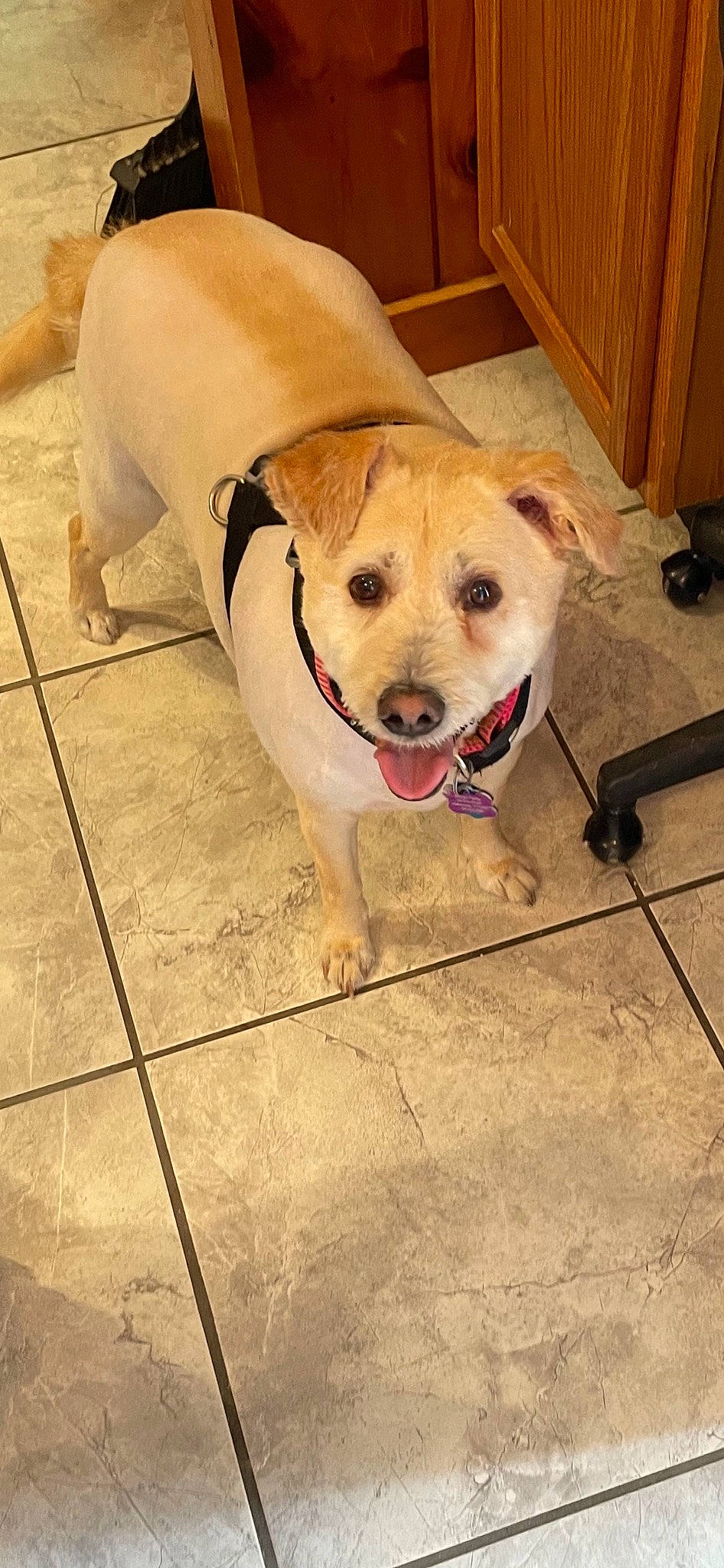 Reily is registered to the contest to win money with this photo: cabinetry, carnivore, collar, companion_dog, dog, dog_breed, dog_collar, dog_supply, fawn, floor, flooring, hardwood, paw, pet_supply, snout, tail, tile_flooring, whiskers, wood, working_animal