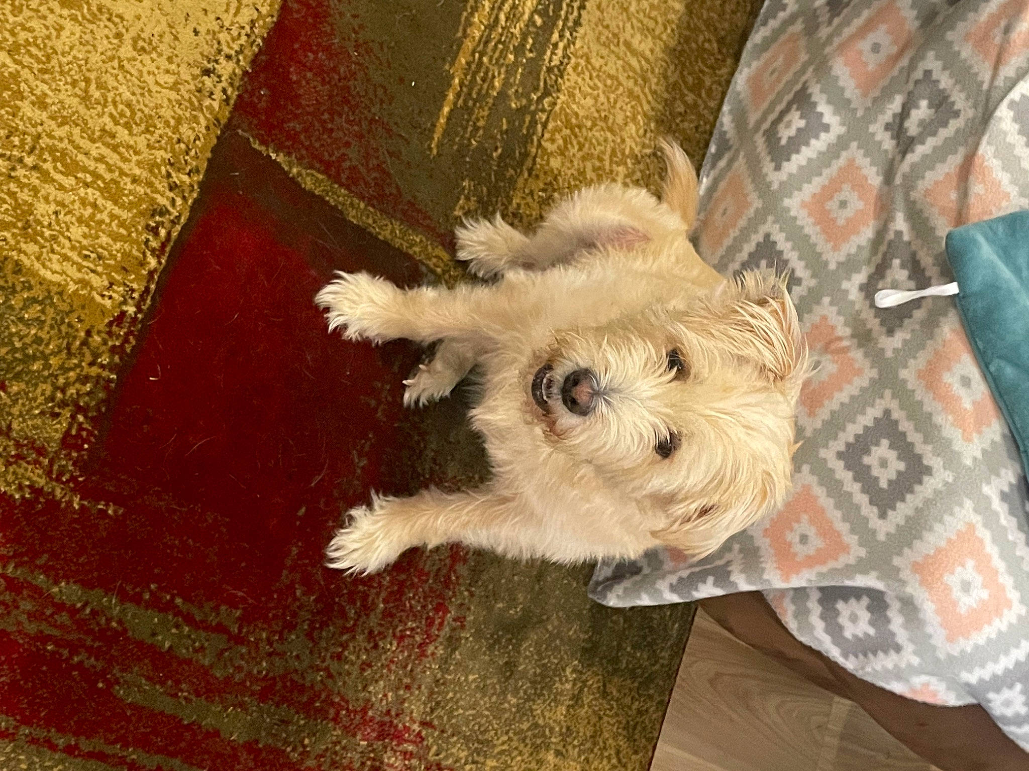 Reily is registered to the contest to win money with this photo: canidae, carnivore, companion_dog, dog, dog_breed, dog_clothes, dog_supply, fawn, flooring, fur, schnauzer, small_terrier, snout, sporting_group, stuffed_toy, terrier, toy, toy_dog, wood, working_animal