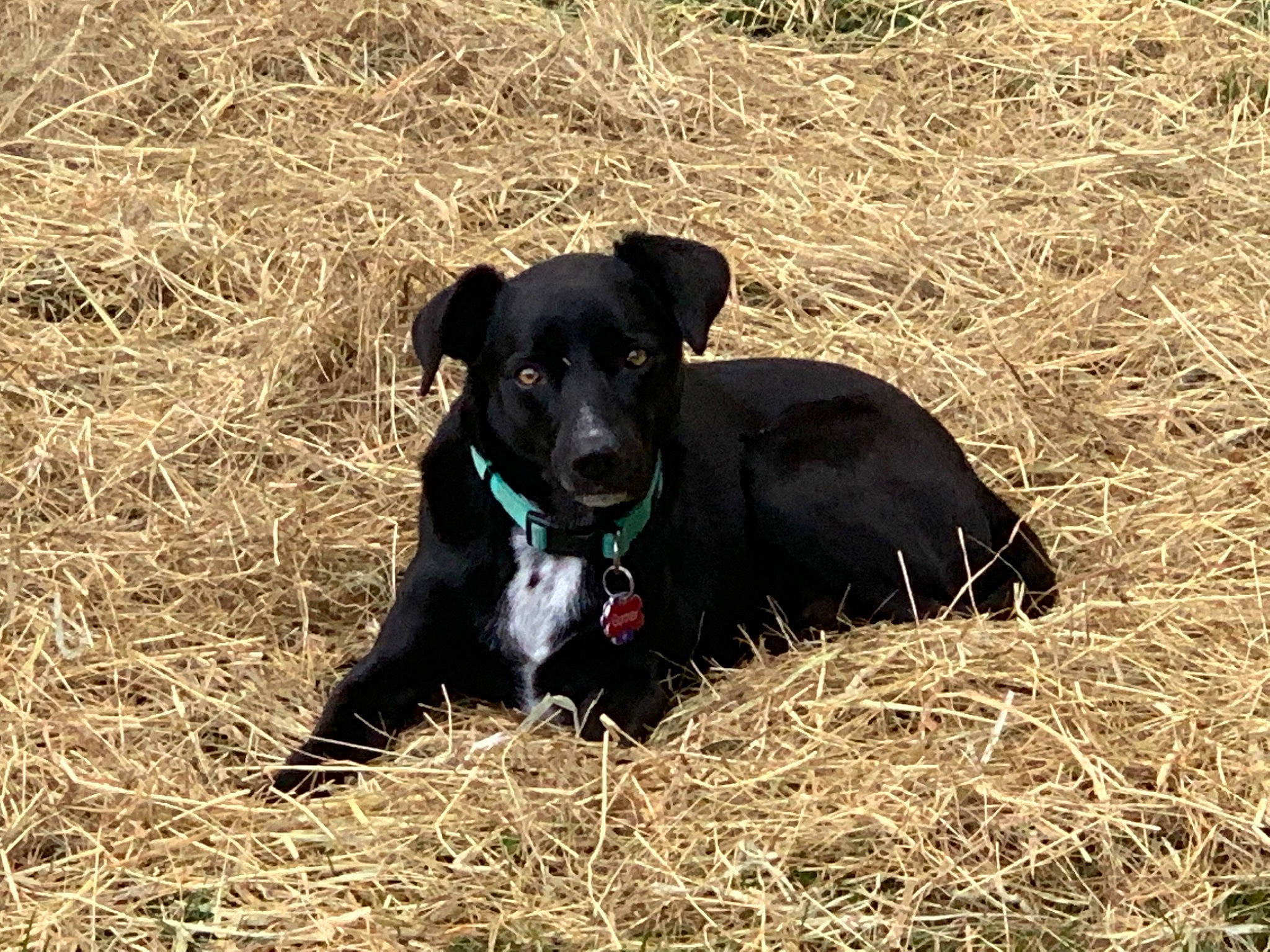 Gunner joined the competition — help win amazing prizes! borador, canidae, carnivore, collar, companion_dog, dog, dog_breed, grass, grassland, gun_dog, hunting_dog, soil, sporting_group, straw, terrestrial_animal, working_animal