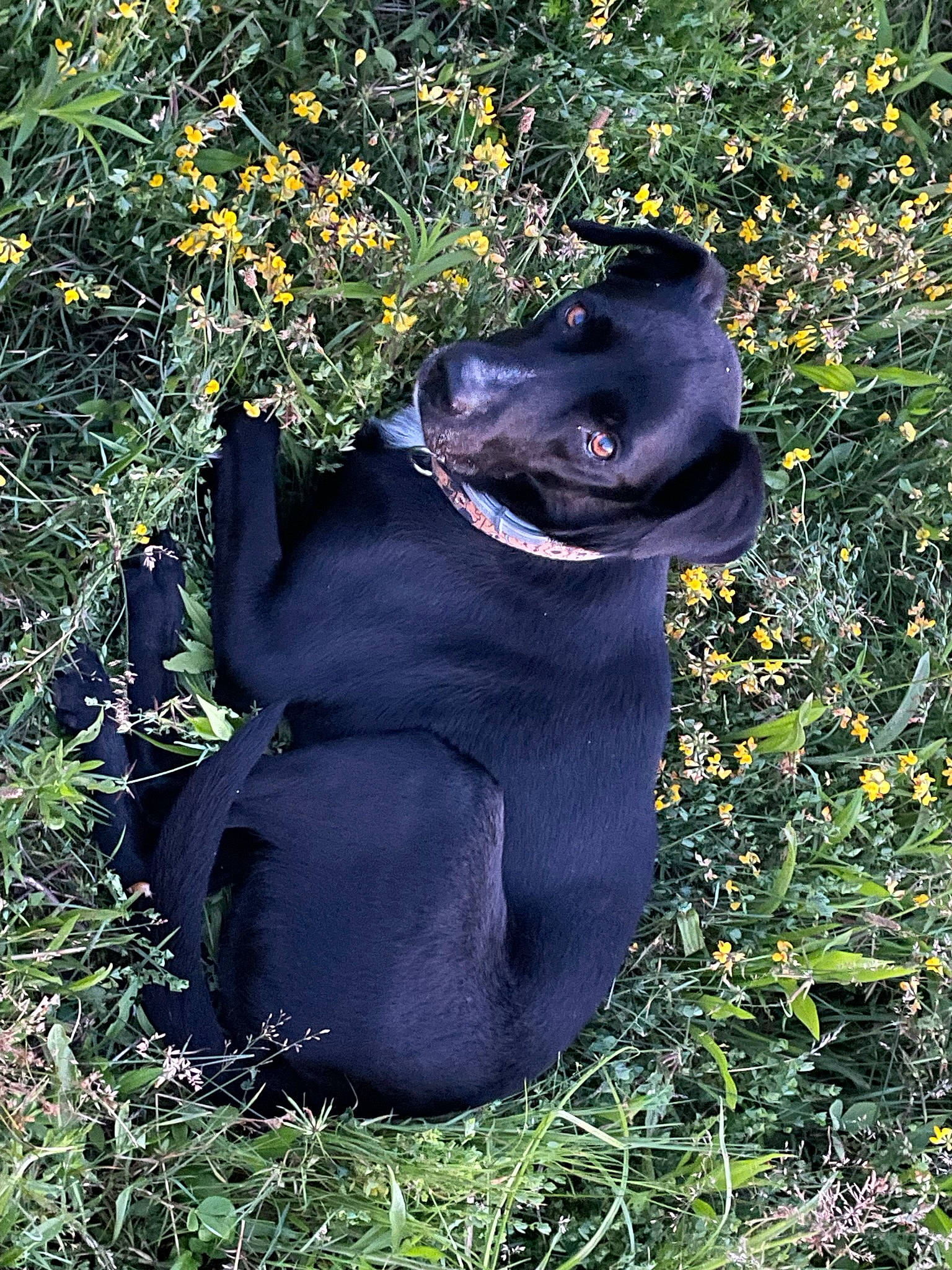 Gunner is registered to the contest to win money with this photo: art, canidae, carnivore, companion_dog, dog, dog_breed, dog_collar, electric_blue, eye, fawn, felidae, fur, grass, plant, snout, sporting_group, tail, tree, whiskers, working_animal