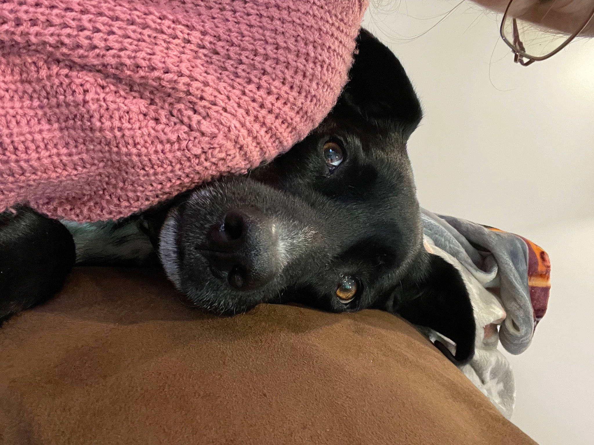 Gunner joined the competition — help win amazing prizes! canidae, carnivore, collar, comfort, companion_dog, dog, dog_breed, dog_collar, fawn, foot, fur, grey, human_leg, paw, snout, sporting_group, whiskers, woolen, working_animal, woven_fabric