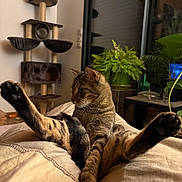 Olly a rejoint le concours — aidez-le/la à gagner de superbes lots ! cat, tabby, indoor, pet, animal, feline, legs, curious, cozy, cat_tree, plant, window, reflection, bed, blanket, fur, whiskers, paws, relaxed, home